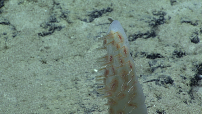 A sponge with anchor lines from a benthic siphonophore