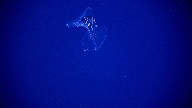An undulating jellyfish observed during 1110-meter transect