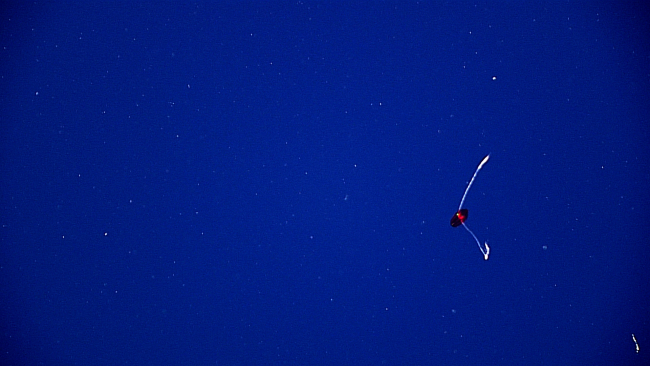 A small reddish ctenophores with two tentacles out and fishing