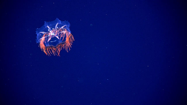 Closer view of the jellyfish seen in expn4827