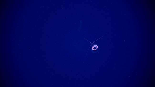 A small white jellyfish with four tentacles