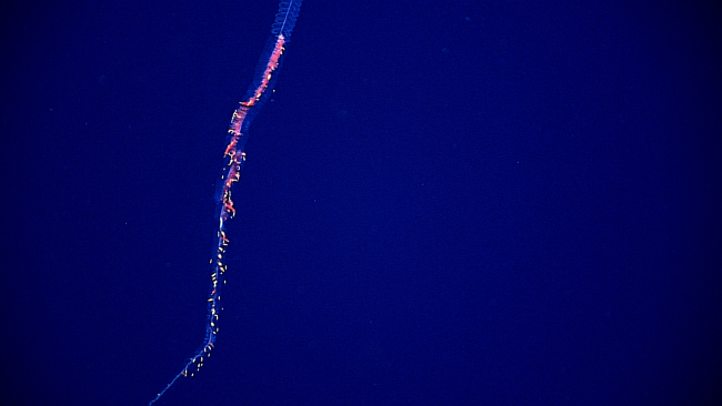 A siphonophore which is composed of multiple animals acting together