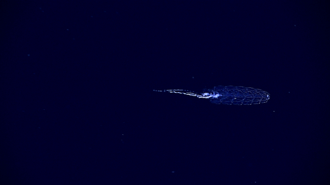 Probably the end of a siphonophore at 800 meters depth