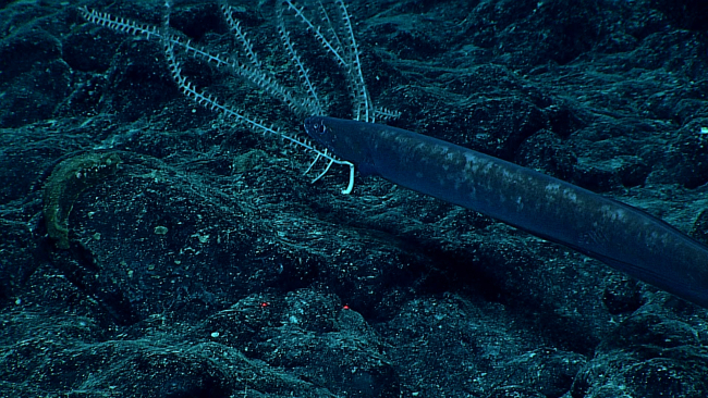 A large eel by a small bamboo coral