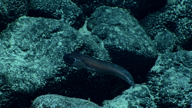 An eel cruising over the bottom