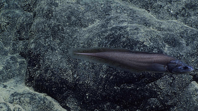 Cusk eel