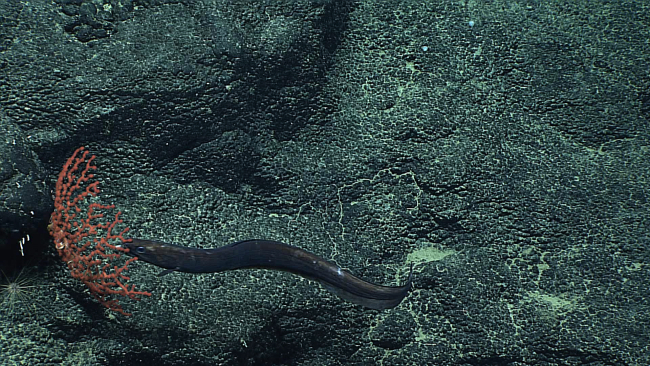 An eel next to a small paragorgia coral