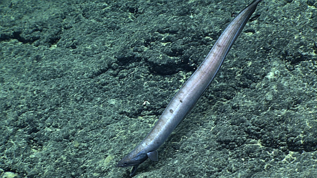 A large eel cruising with its mouth open