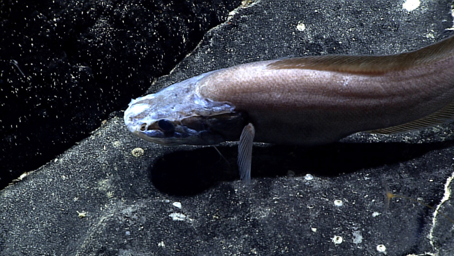 Cusk eel's head