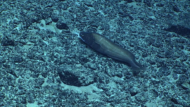 Cusk eel on the bottom