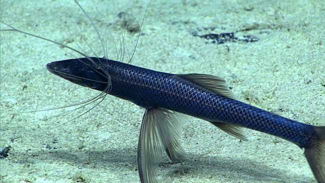 Closeup of a tripod fish resting on the bottom