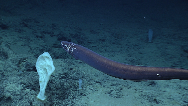 A large eel swimming over a large sponge