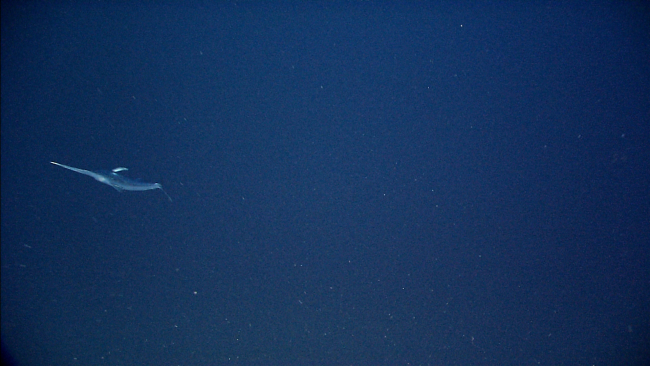 A swordfish seen on the ascent to the surface