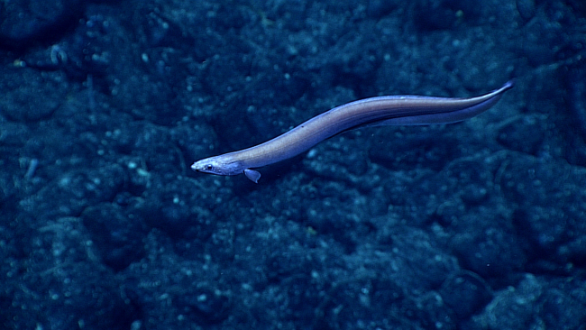 An eel swimming over a rock bottom
