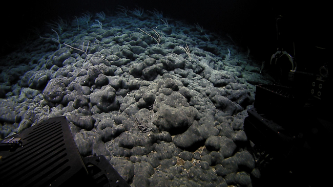 A slope of bulbous rounded pillow lavas with skimpy bamboo corals making upthe bulk of the visible large fauna in the area