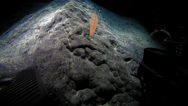 A sharp ridge of basalt with a large chrysogorgid coral
