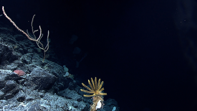 Angular blocks of lava on a slope with feather star crinoid, small sponges,bamboo coral, and a small corallium coral