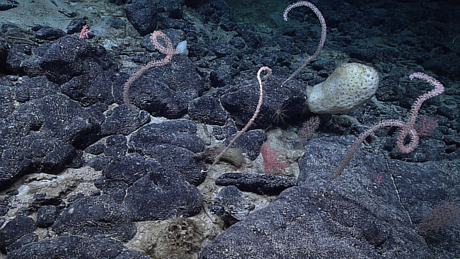 A patch of bamboo whip corals, a large sponge, corallium corals, and achrysogorgid coral are seen in a boulder strewn area with light sediment cover
