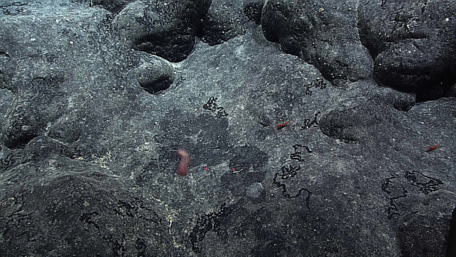 A small holothurian and two small shrimp are seen on a lava surface