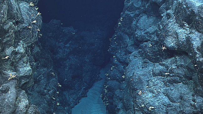 A vertical crevice serving as a sediment conduit as shown by the rippledsand at its bottom