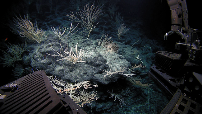 Bamboo corals and a single iridogorgid coral are visible on this volcanicsurface