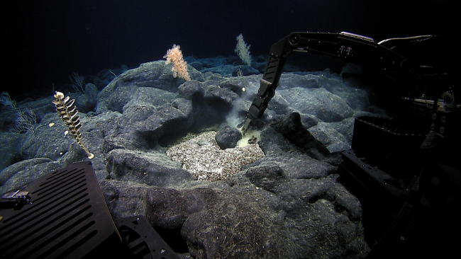 Manipulator arm sampling a rock in an area of pillow lavas with some largesponges and corals