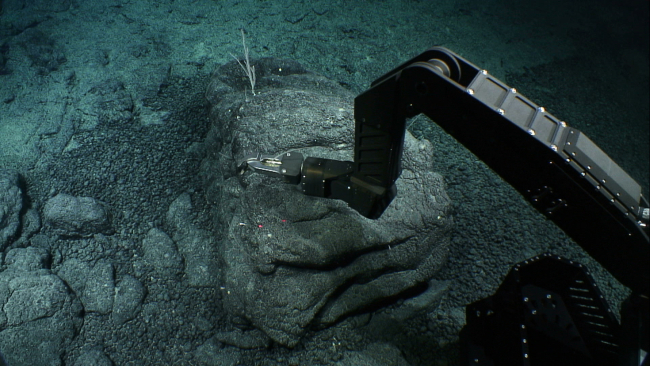 Manipulator arm sampling what appears to be a small coral