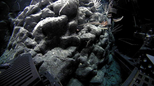 Steep slope with pillow lavas and numerous various corals