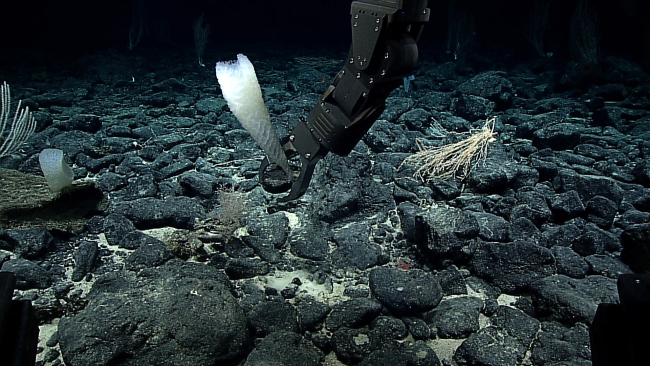 Deep Discoverer's manipulator arm samples a Venus flower basket glass spongein a boulder strewn environment