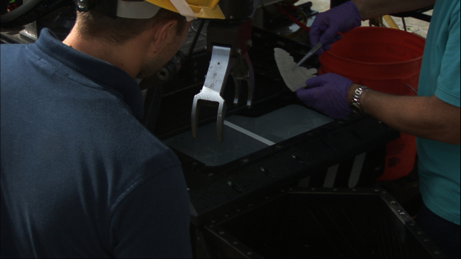 Removing a sample of glass sponge from the sample box of the Deep Discoverer