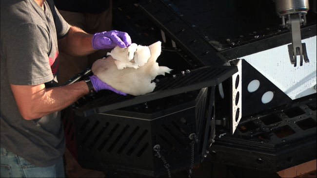 Removing pieces of glass sponge from the sample box of the Deep Discoverer