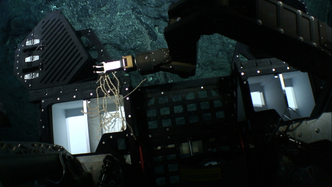 Deep Discoverer's manipulator arm placing a small coral in the sample box forstudy at surface