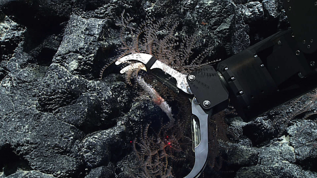 Deep Discoverer's manipulator arm sampling a small octocoral bush