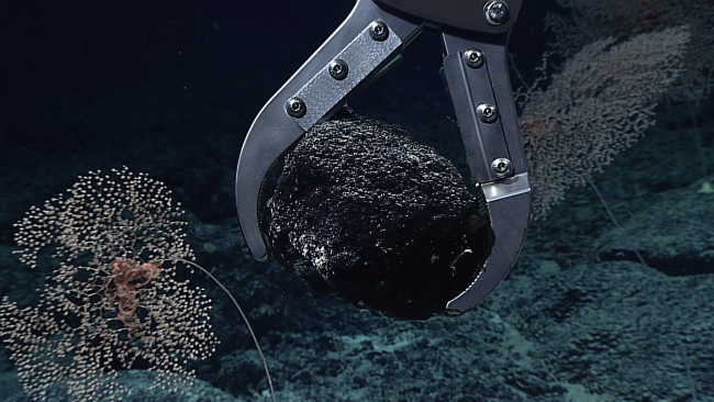 Deep Discoverer's manipulator arm sampling a rock with Metallogorgia parasolcorals in the background