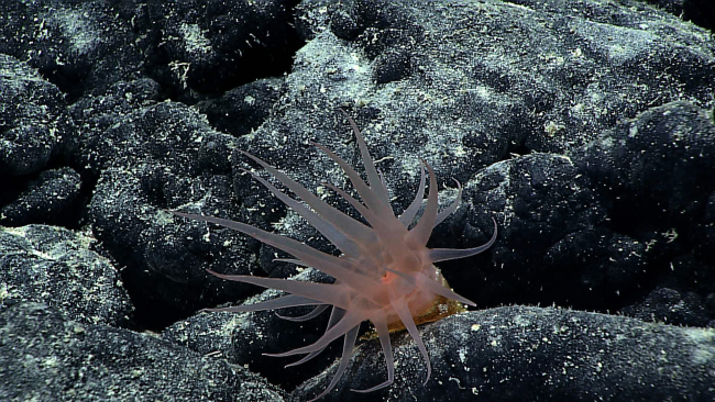 A translucent pinkish anemone in a hummocky area