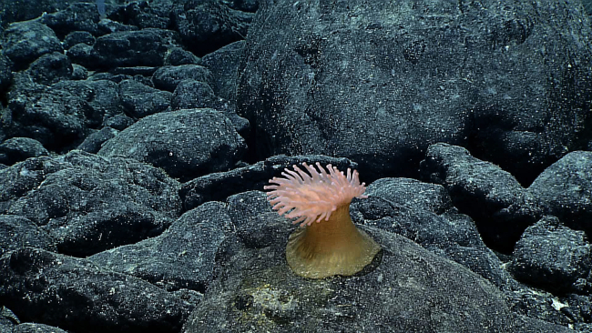 A peach-colored corallimorph with a gold base in an area of boulders and pillowlava
