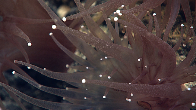 Closeup of the tentacles of brown corallimorphs with white spots at the ends of their tentacles