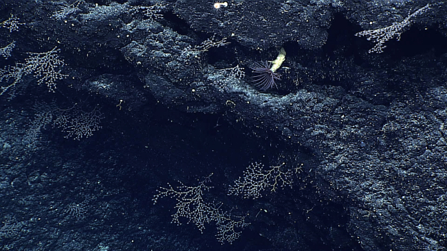 A large black cerianthid anemone with white tube on a black rock surface