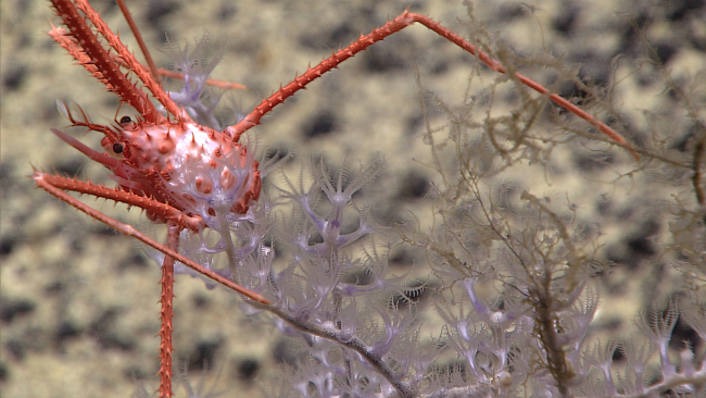 A spiky orange and white squat lobster on a white octocoral bush