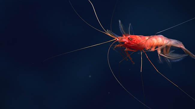A red shrimp swimming