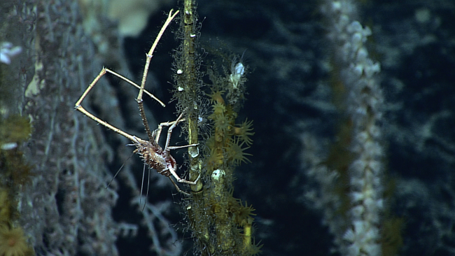A whitish brown squat lobster on a dead coral bush with both small hydroids andyellow zoanthids