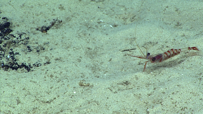 A red banded translucent shrimp on a white sand bottom