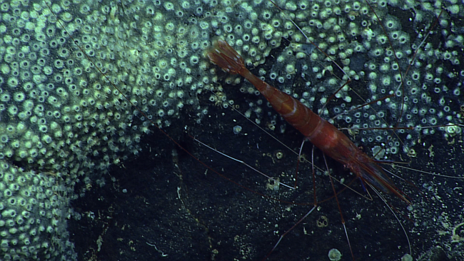 Red shrimp with white bands on a rock surface covered with a zoanthid colony