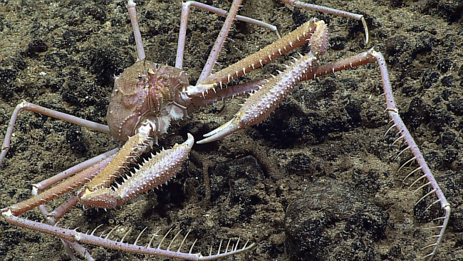 A large crab (Cyrtomaia smithi) with numerous spikes on its chelae and legs