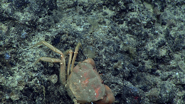 Relative size of this crab is difficult to ascertain