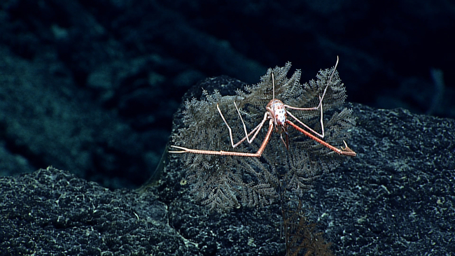 A white and orange squat lobster on a small whitish black coral