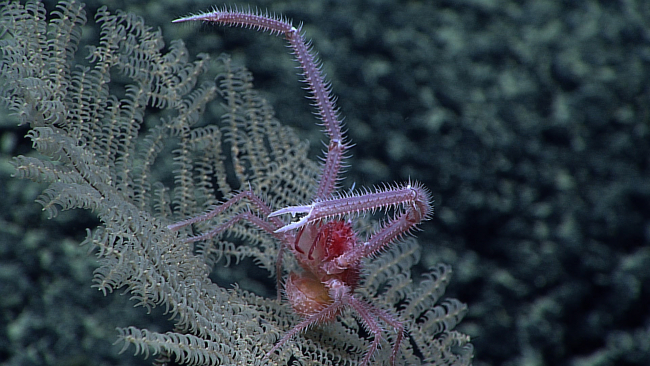 A purple spiky squat lobster on a small black coral bush (Umbellapathes sp