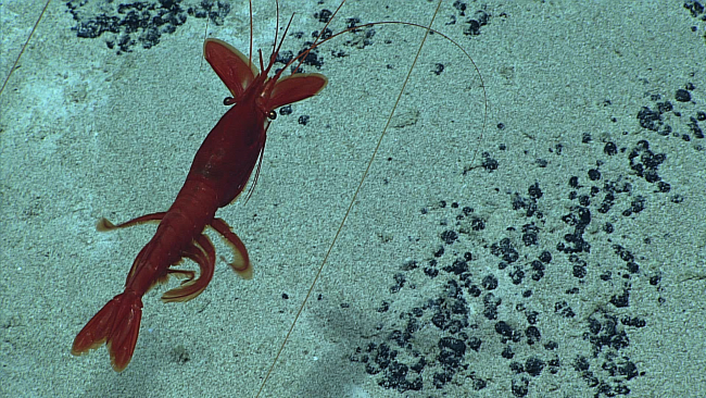 A large red shrimp swimming over the bottom