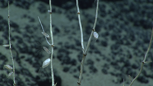 Small barnacles with cirri extended attached to dead bamboo coral branches