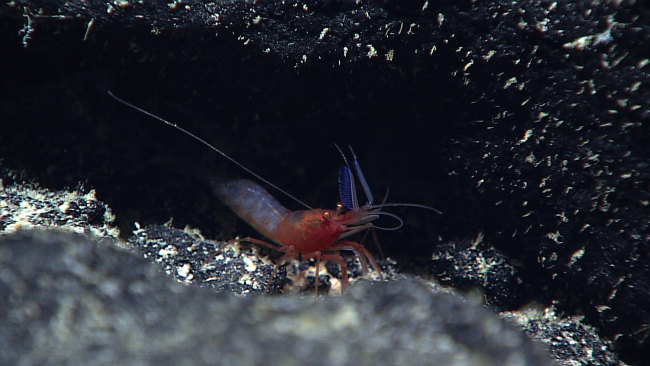 A shrimp with a red head and translucent white body
